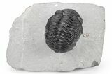 Phacopid Trilobite (Pedinopariops) - Mrakib, Morocco #210399-3